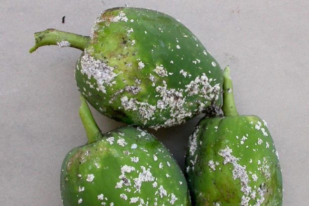 Papaya Mealybug