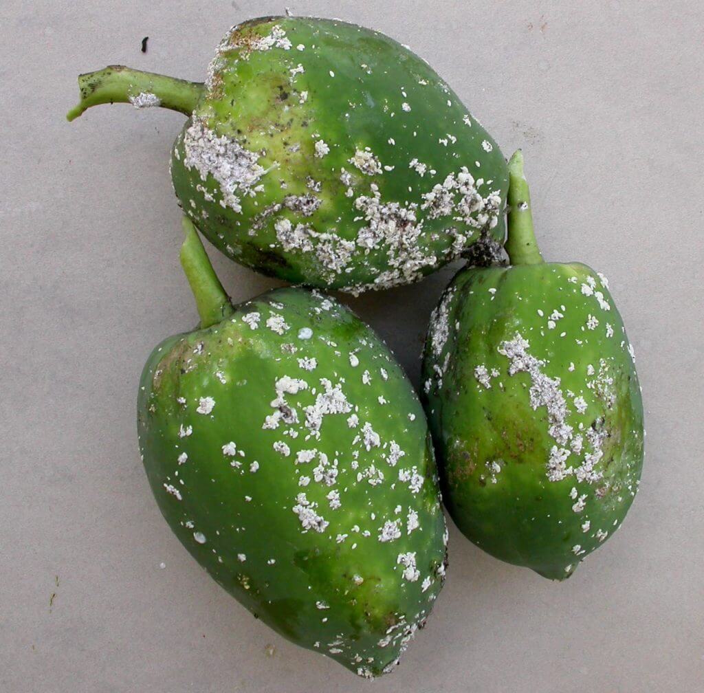 Papaya Mealybug