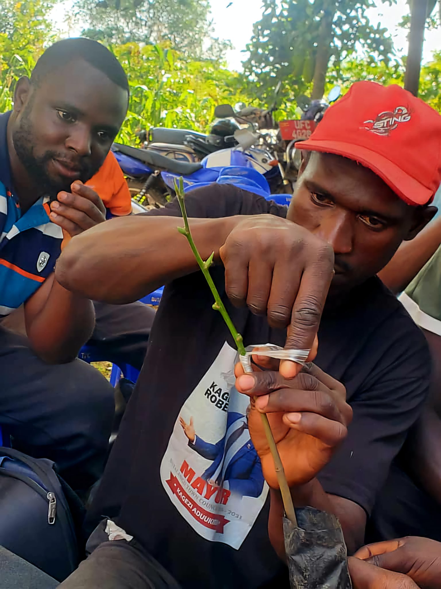 Farmers practice grafting and Dr. Boaz engaging farmers in agro-forestry