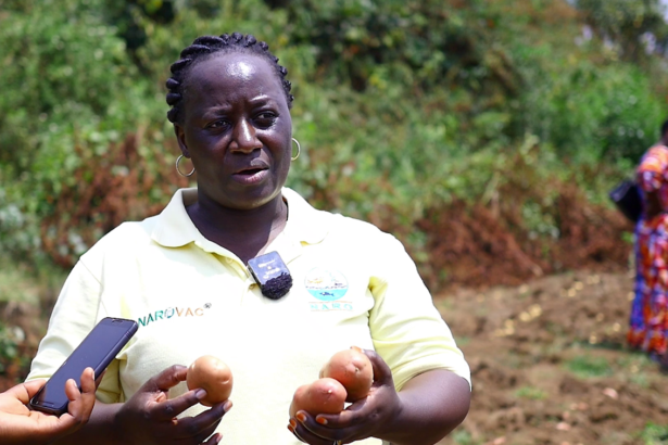 Dr. Prossy Namugga, a NARO potato breeder, with some of the new potato variaties being harvested in Kabale