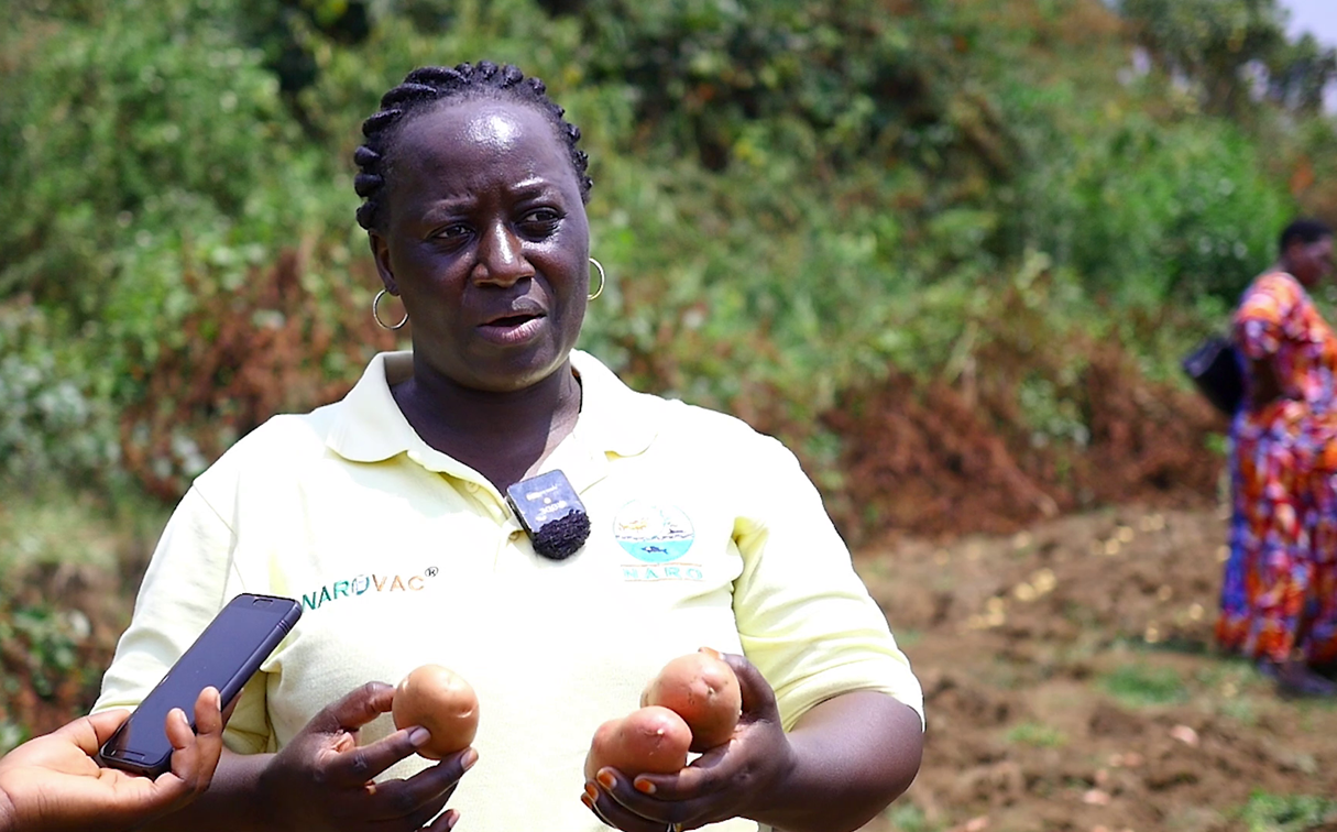 Dr. Prossy Namugga, a NARO potato breeder, with some of the new potato variaties being harvested in Kabale
