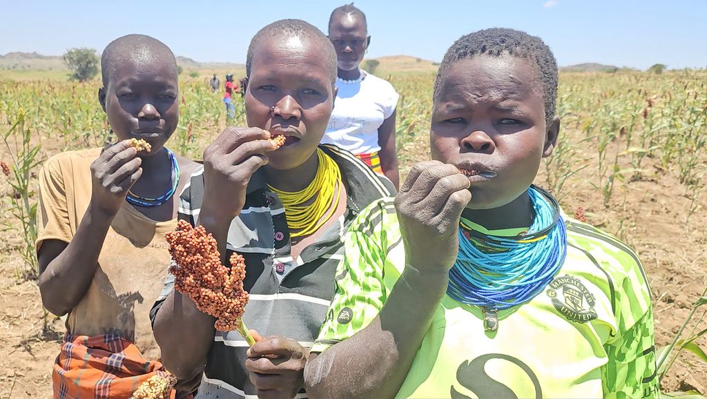 Residents testing the raw sorghum during the farmers field day in Kaabong